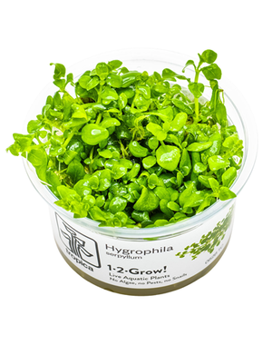 Tropica Tropica 1-2 -Grow ! Hygrophila Serpyllum