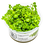 Tropica Tropica 1-2 -Grow ! Hygrophila Serpyllum