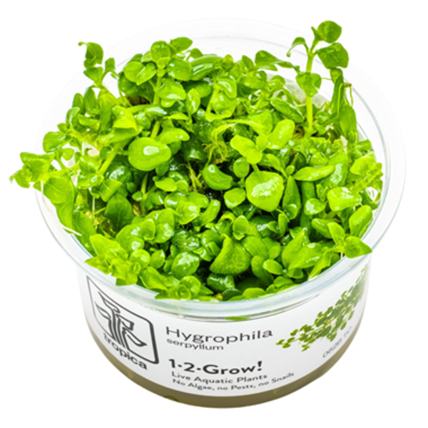 Tropica Tropica 1-2 -Grow ! Hygrophila Serpyllum