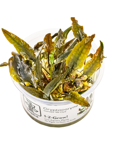Tropica Tropica 1-2-Grow! Cryptocoryne Wendtii 'Mi Oya'