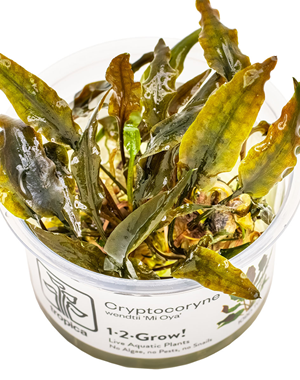 Tropica Tropica 1-2-Grow! Cryptocoryne Wendtii 'Mi Oya'