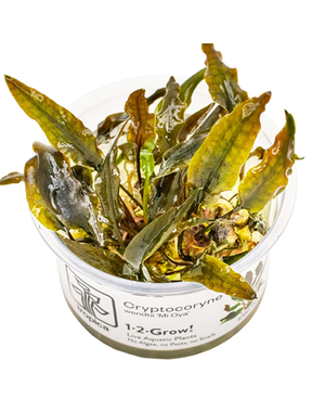 Tropica Tropica 1-2-Grow! Cryptocoryne Wendtii 'Mi Oya'