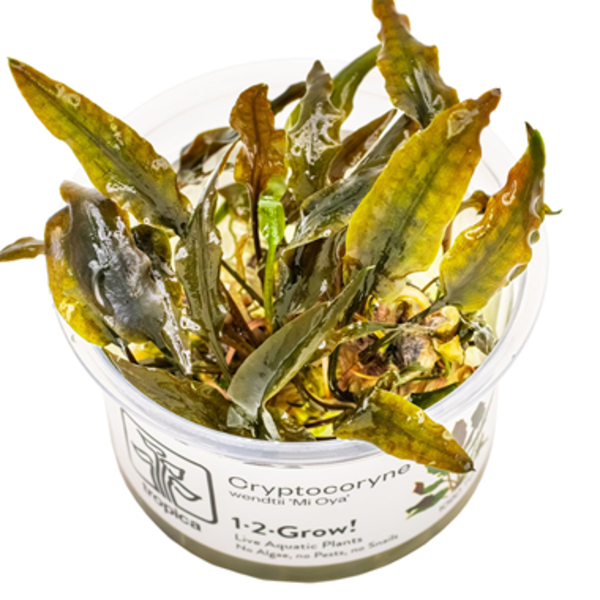 Tropica Tropica 1-2-Grow! Cryptocoryne Wendtii 'Mi Oya'