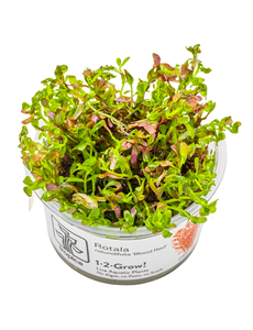 Tropica Tropica 1-2-Grow! Rotala rotundifolia 'blood red'