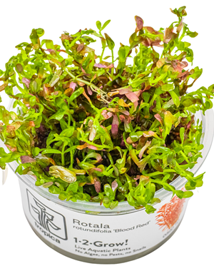 Tropica Tropica 1-2-Grow! Rotala rotundifolia 'blood red'