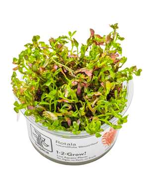 Tropica Tropica 1-2-Grow! Rotala rotundifolia 'blood red'