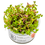 Tropica Tropica 1-2-Grow! Rotala rotundifolia 'blood red'