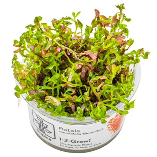 Tropica Tropica 1-2-Grow! Rotala rotundifolia 'blood red'