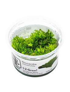 Tropica Tropica 1-2-Grow! Riccardia chamedryfolia