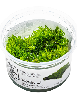 Tropica Tropica 1-2-Grow! Riccardia chamedryfolia
