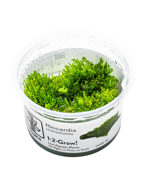 Tropica Tropica 1-2-Grow! Riccardia chamedryfolia