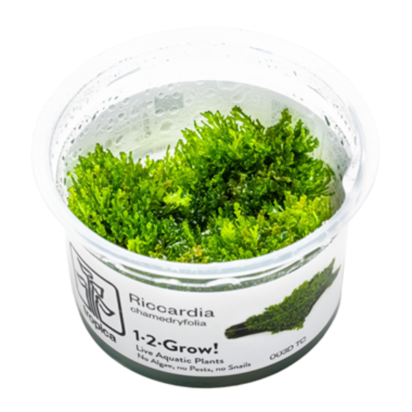 Tropica Tropica 1-2-Grow! Riccardia chamedryfolia
