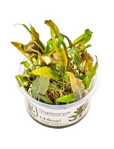 Tropica Tropica 1-2-Grow! Cryptocoryne undulata "Broad Leaf"
