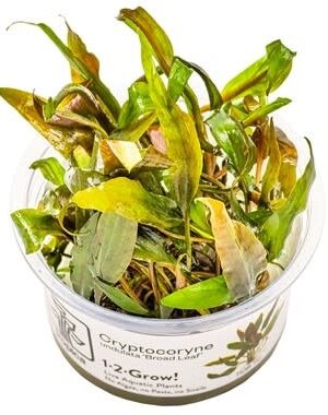 Tropica Tropica 1-2-Grow! Cryptocoryne undulata "Broad Leaf"
