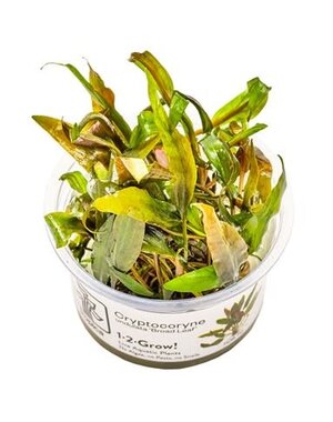 Tropica Tropica 1-2-Grow! Cryptocoryne undulata "Broad Leaf"