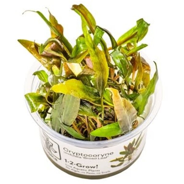 Tropica Tropica 1-2-Grow! Cryptocoryne undulata "Broad Leaf"