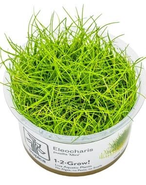 Tropica Tropica 1-2 Grow Eleocharis pusilla 'Mini'