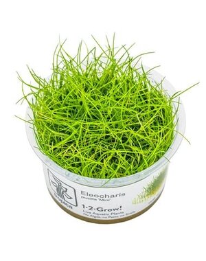 Tropica Tropica 1-2 Grow Eleocharis pusilla 'Mini'