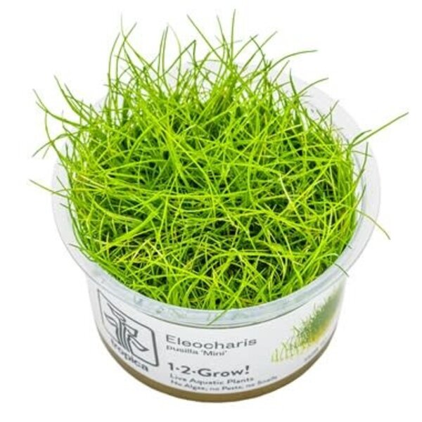 Tropica Tropica 1-2 Grow Eleocharis pusilla