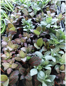  3.5" Fittonia Assorted