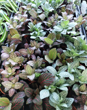  3.5" Fittonia Assorted