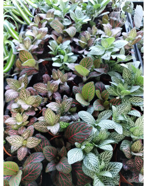  3.5" Fittonia Assorted