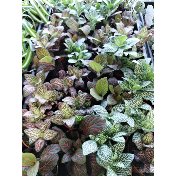 3.5" Fittonia Assorted