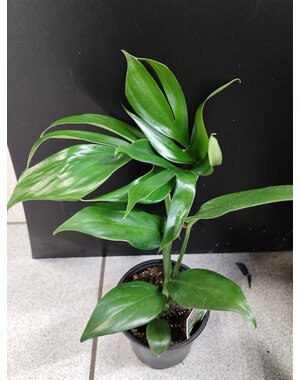  4" Rhaphidophor, Dragon Tail