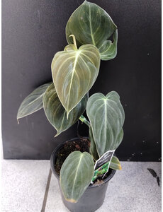  4" Philodendron Black Gold Melanochrysum