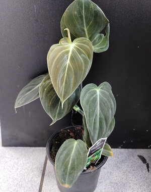  4" Philodendron Black Gold Melanochrysum