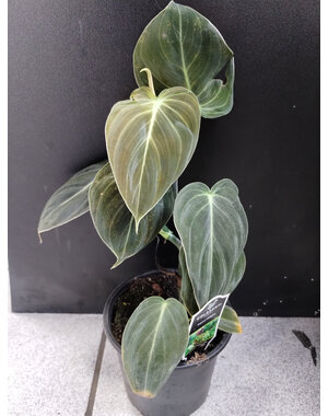  4" Philodendron Black Gold Melanochrysum