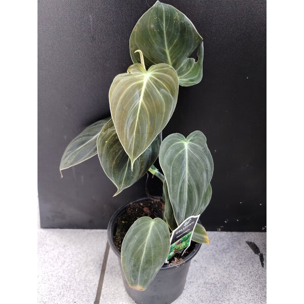 4" Philodendron Black Gold Melanochrysum