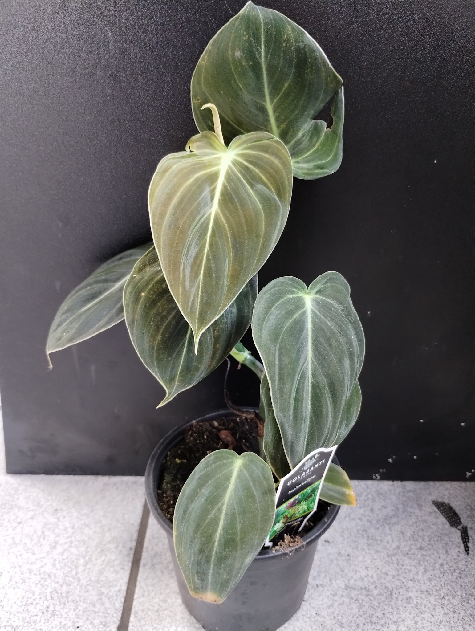 buy heartleaf philodendron Variegated Heartleaf Philodendron | medium