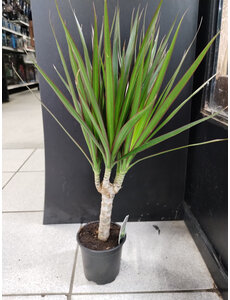  4" Dracaena, Marginated Branched