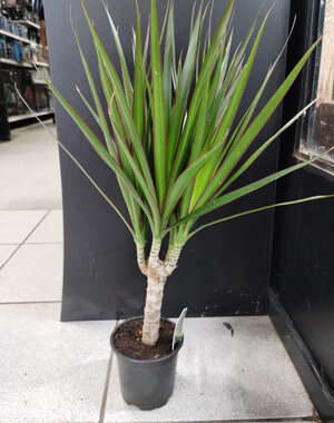 4" Dracaena, Marginated Branched
