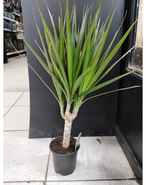  4" Dracaena, Marginated Branched