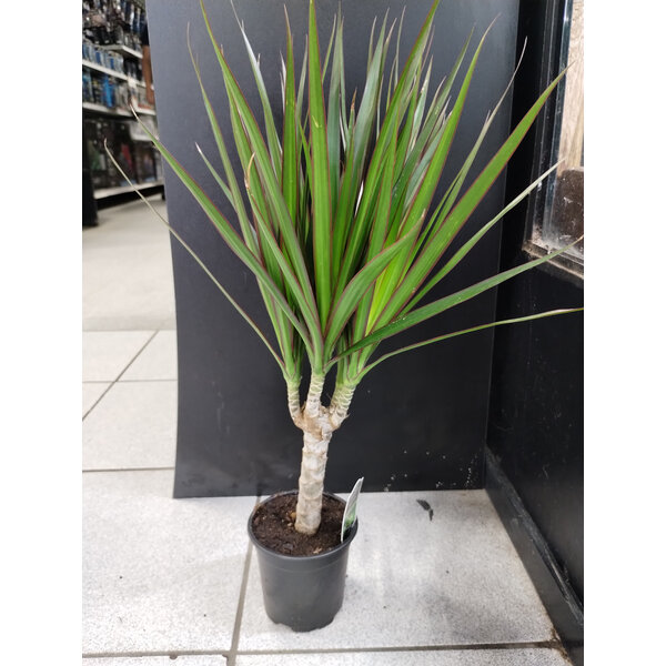 4" Dracaena, Marginated Branched