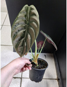  4" Alocasia Red Cuprea Secret
