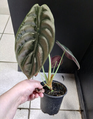 4" Alocasia Red Cuprea Secret