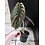 4" Alocasia Red Cuprea Secret