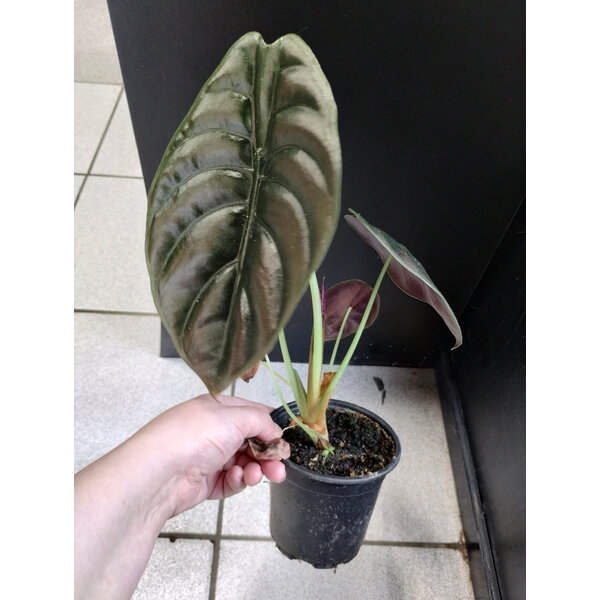 4" Alocasia Red Cuprea Secret