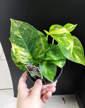  4" Pothos Golden