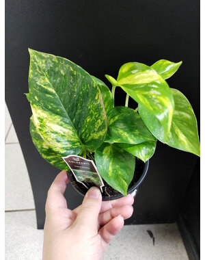  4" Pothos Golden