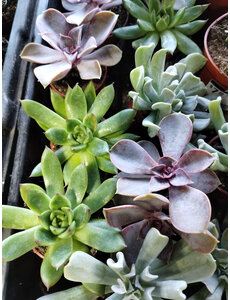  1.5" Succulet, Echeveria Assorted