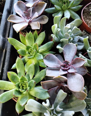  1.5" Succulet, Echeveria Assorted