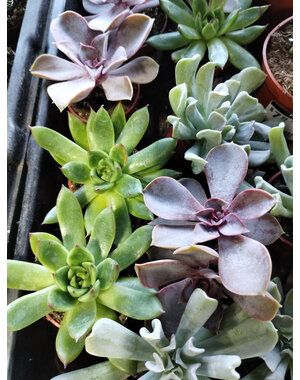  1.5" Succulet, Echeveria Assorted