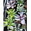 1.5" Succulet, Echeveria Assorted