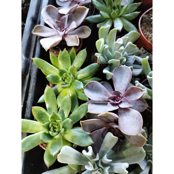 1.5" Succulet, Echeveria Assorted