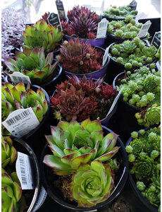  4" Assorted Hens & Chicks (Sempervivium)