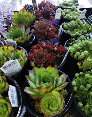  4" Assorted Hens & Chicks (Sempervivium)